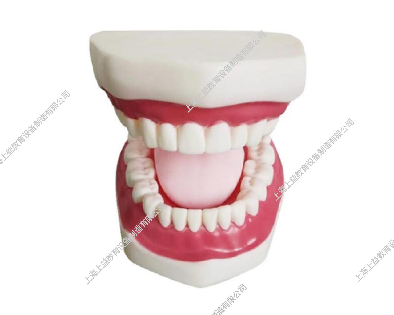 NM2277	正常大小口腔護理操作模型（帶舌）